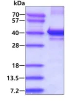 SDS-PAGE - Recombinant Human PQBP1 protein (His tag N-Terminus) (AB126687)