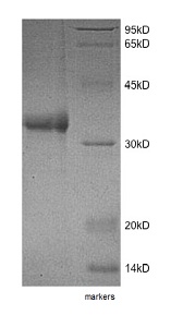 SDS-PAGE - Recombinant Human PR3 protein (AB153798), expandable thumbnail