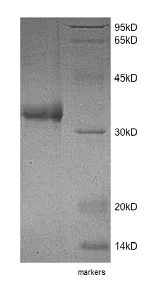 SDS-PAGE - Recombinant Human PR3 protein (AB153798)