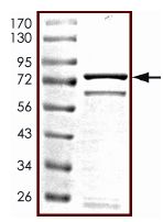 SDS-PAGE - Recombinant human PRAK/MK5 protein (AB125743), expandable thumbnail