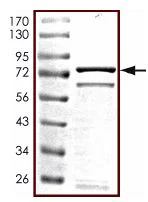 SDS-PAGE - Recombinant human PRAK/MK5 protein (AB125743)