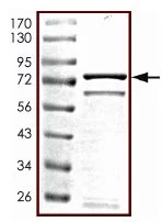 SDS-PAGE - Recombinant human PRAK/MK5 protein (GST tag N-Terminus) (AB125743)