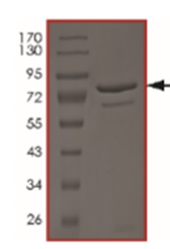 SDS-PAGE - Recombinant Human PRAK/MK5 protein (AB217826)