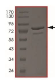 SDS-PAGE - Recombinant Human PRAK/MK5 protein (GST tag N-Terminus) (AB217826)