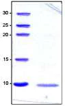 SDS-PAGE - Recombinant Human PRAME protein (AB181886)