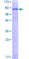 SDS-PAGE - Recombinant Human PRAME protein (GST tag N-Terminus) (AB132315)
