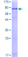 SDS-PAGE - Recombinant Human PRAME protein (GST tag N-Terminus) (AB132315)