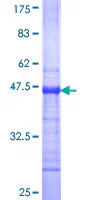 SDS-PAGE - Recombinant Human PRDM1/Blimp1 protein (GST tag N-Terminus) (AB152234)