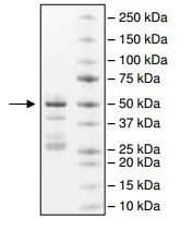 SDS-PAGE - Recombinant Human PRDM12 protein (AB196412)
