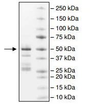 SDS-PAGE - Recombinant Human PRDM12 protein (GST tag N-Terminus) (AB196412)
