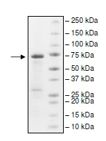 SDS-PAGE - Recombinant Human PRDM14 protein (AB196396)