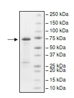SDS-PAGE - Recombinant Human PRDM14 protein (GST tag N-Terminus) (AB196396)