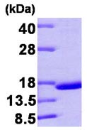 Recombinant Human Prealbumin protein