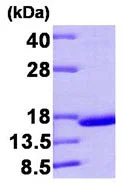 SDS-PAGE - Recombinant Human Prealbumin protein (Tag Free) (AB92931)