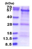 SDS-PAGE - Recombinant Human PREP1 protein (His tag N-Terminus) (AB181900)