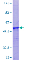 Recombinant Human PRH1 + PRH2 protein
