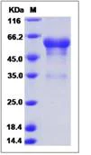SDS-PAGE - Recombinant Human Prion protein PrP (Fc Chimera) (AB276456)