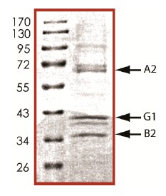 SDS-PAGE - Recombinant human PRKAA2 + PRKAB2 + PRKAG1 protein (AB126911), expandable thumbnail