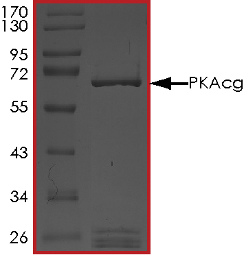SDS-PAGE - Recombinant human PRKACG protein (AB60838), expandable thumbnail
