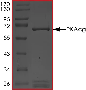 SDS-PAGE - Recombinant human PRKACG protein (AB60838)