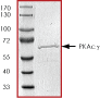 SDS-PAGE - Recombinant human PRKACG protein (AB60838), expandable thumbnail
