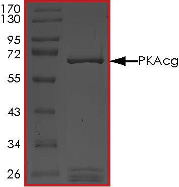 SDS-PAGE - Recombinant human PRKACG protein (GST tag N-Terminus) (AB60838)