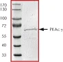 SDS-PAGE - Recombinant human PRKACG protein (GST tag N-Terminus) (AB60838)