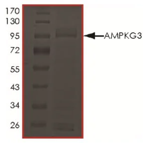 SDS-PAGE - Recombinant Human PRKAG3 protein (Tagged) (AB268346)