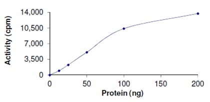 Functional Studies - Recombinant human PRMT1 protein (AB167927)