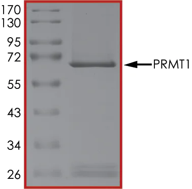SDS-PAGE - Recombinant human PRMT1 protein (AB167927)