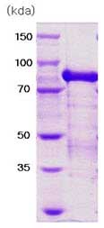 SDS-PAGE - Recombinant human PRMT1 protein (AB89007), expandable thumbnail