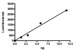 Recombinant human PRMT1 protein (Active)