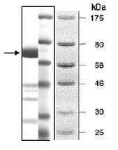 SDS-PAGE - Recombinant human PRMT1 protein (Active) (AB198122)