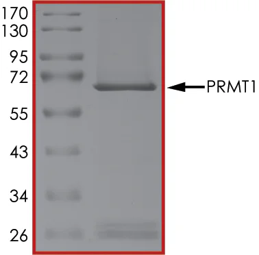 SDS-PAGE - Recombinant human PRMT1 protein (GST tag N-Terminus) (AB167927)