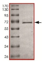 SDS-PAGE - Recombinant human PRMT1 protein (GST tag N-Terminus) (AB167927)