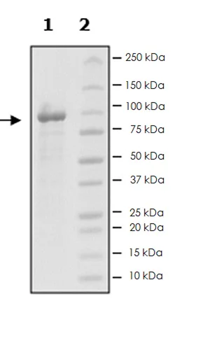 SDS-PAGE - Recombinant human PRMT10 protein (Active) (DDDDK N-Terminus + Strep C-Terminus) (AB271723)