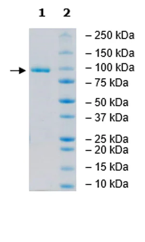 SDS-PAGE - Recombinant Human PRMT10 protein (DDDDK N-Terminus + 6x His tag C-Terminus) (AB271722)