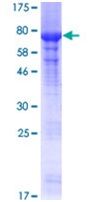 Recombinant Human PRMT2/HMT1 protein