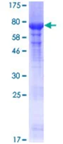 SDS-PAGE - Recombinant Human PRMT2/HMT1 protein (GST tag N-Terminus) (AB131909)