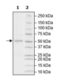 SDS-PAGE - Recombinant Human PRMT2/HMT1 protein (Tagged) (AB271718), expandable thumbnail