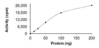 Functional Studies - Recombinant human PRMT3 protein (AB167953), expandable thumbnail