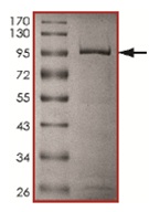SDS-PAGE - Recombinant human PRMT3 protein (AB167953), expandable thumbnail