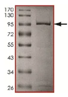 SDS-PAGE - Recombinant human PRMT3 protein (AB167953)