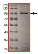 SDS-PAGE - Recombinant human PRMT3 protein (GST tag N-Terminus) (AB167953)