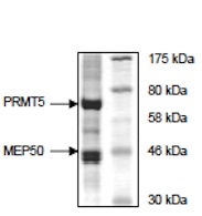 SDS-PAGE - Recombinant human PRMT5 + MEP50 protein (AB198151), expandable thumbnail