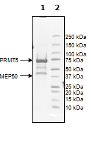 SDS-PAGE - Recombinant human PRMT5 + MEP50 protein (Active) (AB271721), expandable thumbnail