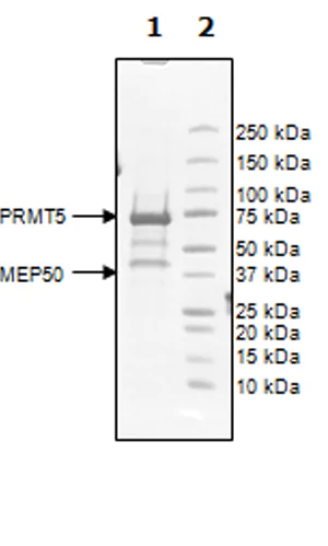 SDS-PAGE - Recombinant human PRMT5 + MEP50 protein (Active) (AB271721)