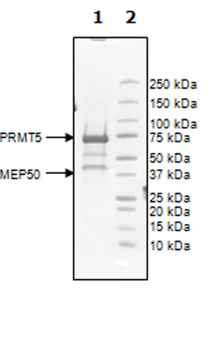 SDS-PAGE - Recombinant human PRMT5 + MEP50 protein (Active) (DDDDK tag N-Terminus, His tag N-Terminus) (AB271721)