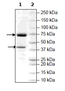 SDS-PAGE - Recombinant Human PRMT5 + MEP50 protein (Biotin) (DDDDK tag N-Term + Avi tag N-Term, His tag N-Term) (AB271720)