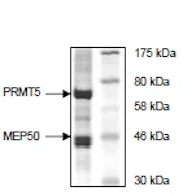SDS-PAGE - Recombinant human PRMT5 + MEP50 protein (DDDDK tag N-Terminus, His tag N-Terminus) (AB198151)